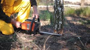 Reliable Heber, CA Tree Care Solutions