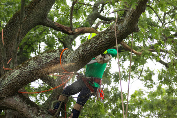 Best Hazardous Tree Removal  in Heber, CA